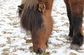 Winterweide 11-12 (72)